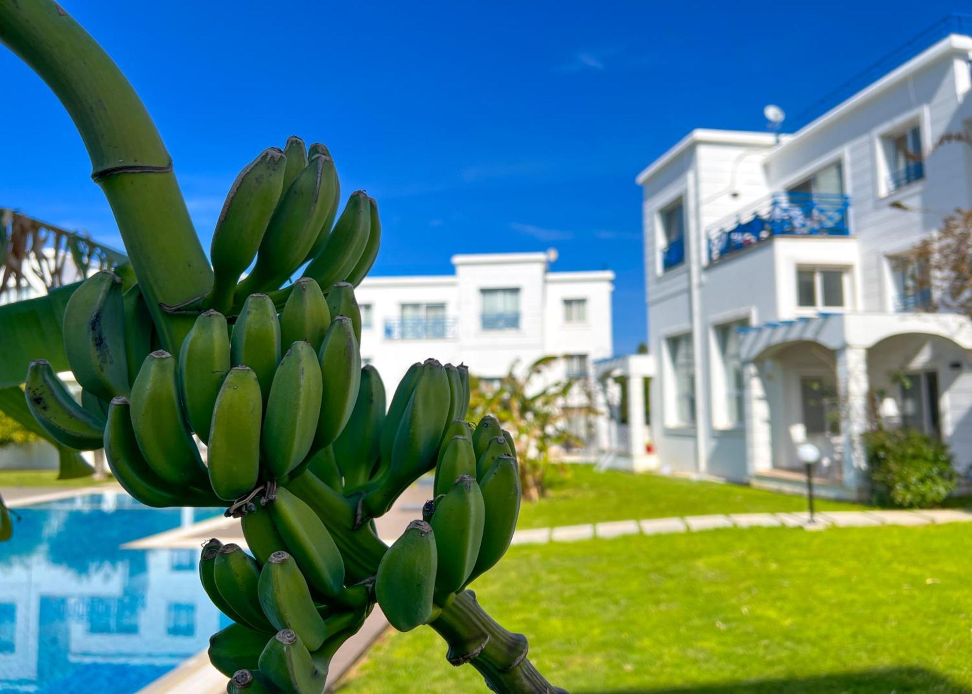 Garden Loft Apt With Pool In Alsancak Kyrenia Kyrenia  Exterior photo